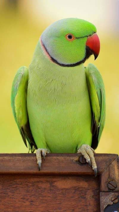 beautiful Parrot