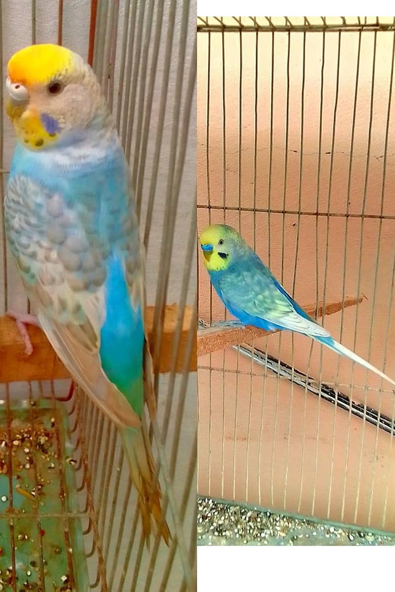 rainbow and king pair 2