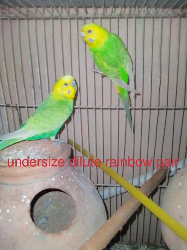 rainbow and king pair 3