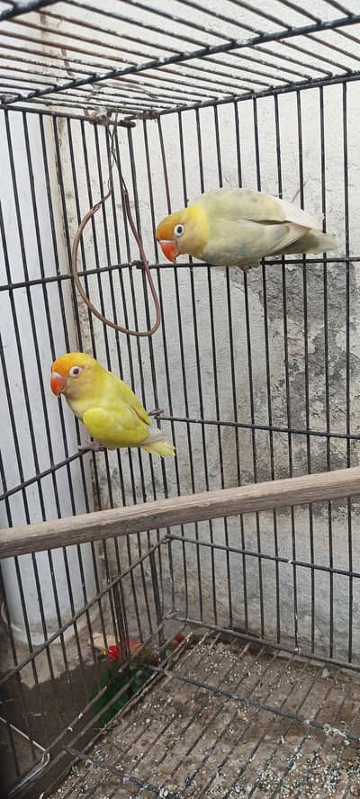 love birds breeder pair