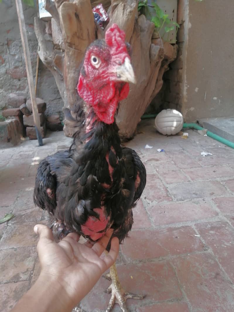aseel murga 1