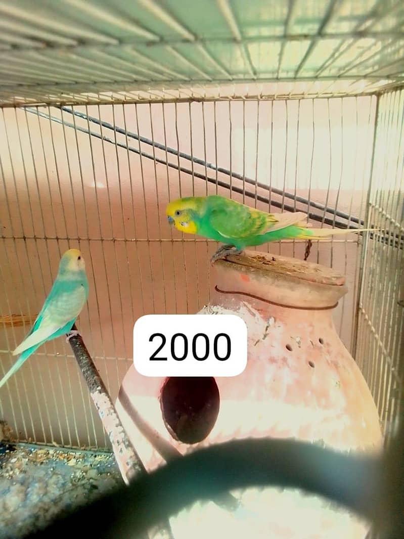 rainbow and king pair 7