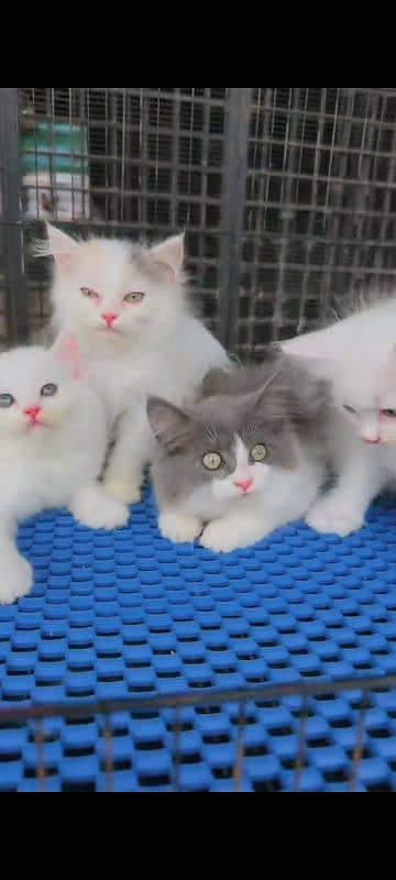 Persian cat for sale male female vaccine clear