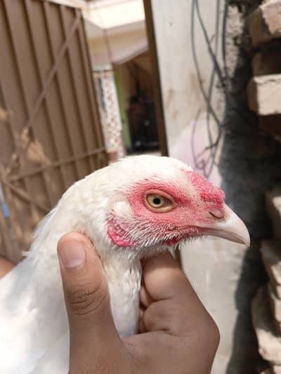 Heera aseel