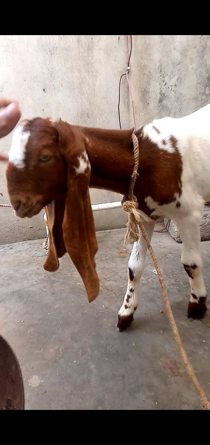 maka chini cross 1
