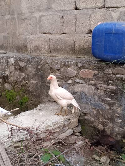 white aseel murgi old blood line