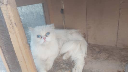 Female Breeder punch face Blue eyes cat looking for new home