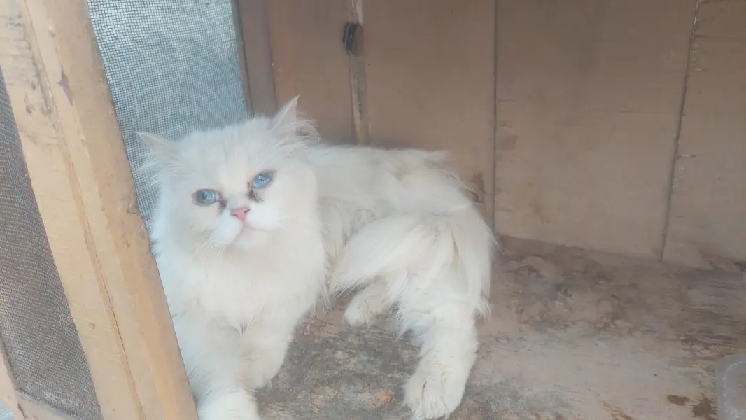 Female Breeder punch face Blue eyes cat looking for new home — photo 2