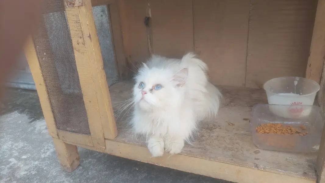 Female Breeder punch face Blue eyes cat looking for new home — photo 3