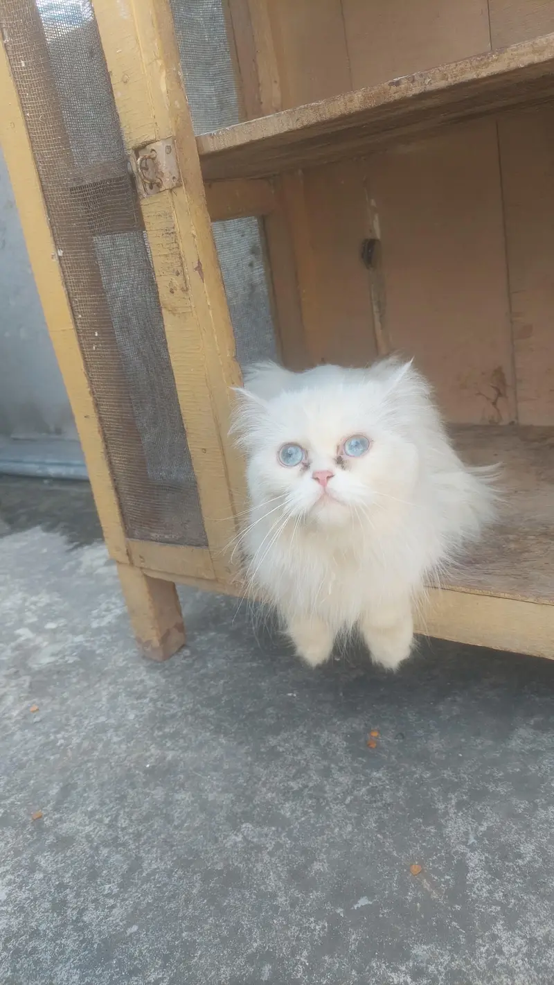 Female Breeder punch face Blue eyes cat looking for new home — photo 4