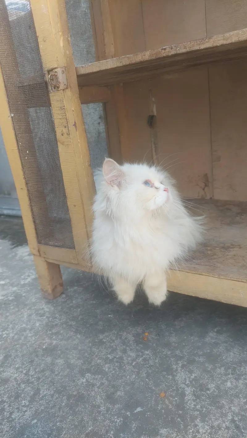 Female Breeder punch face Blue eyes cat looking for new home — photo 5