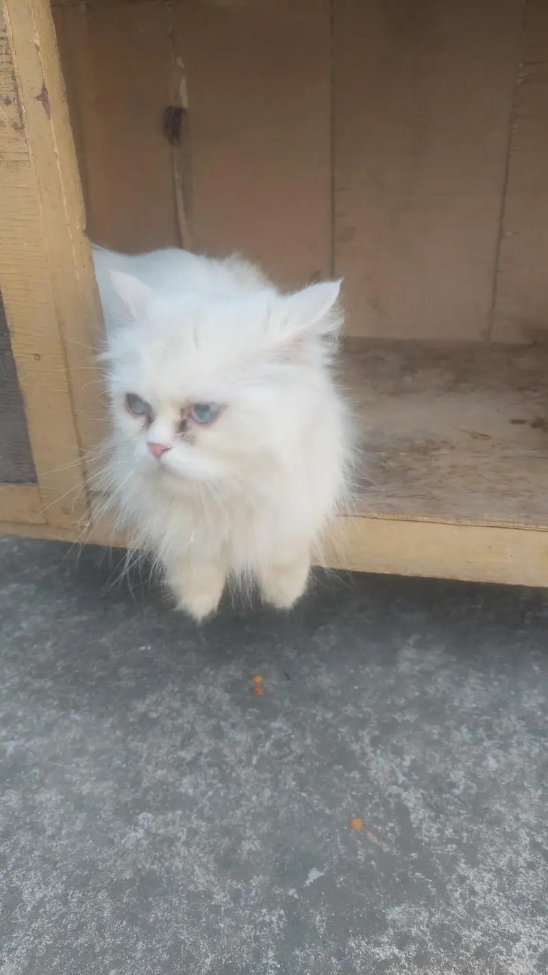 Female Breeder punch face Blue eyes cat looking for new home — photo 6