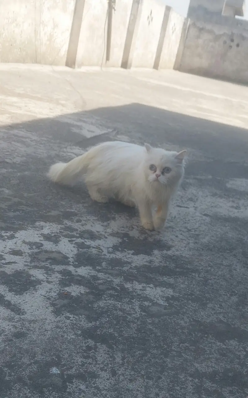 Female Breeder punch face Blue eyes cat looking for new home — photo 9