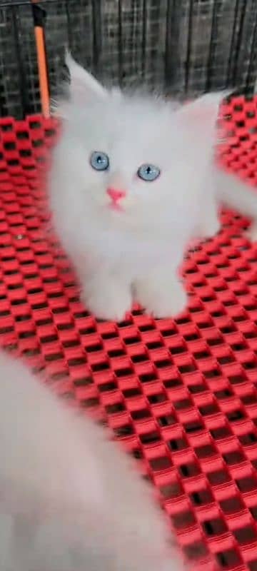 Persian cat for sale main female vaccine clear