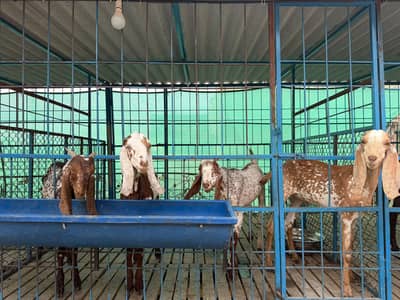 bakry for sell