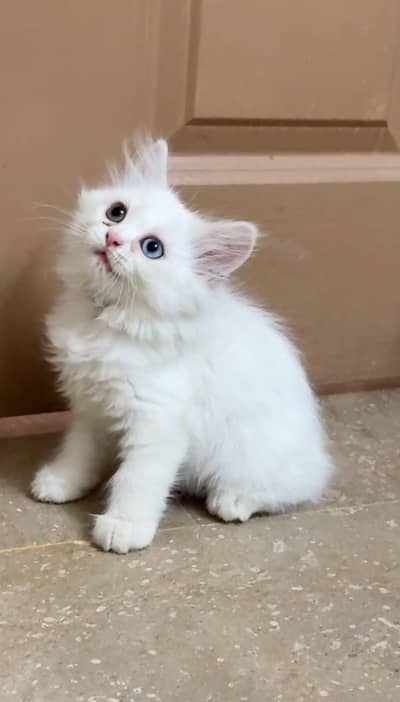 persian cat