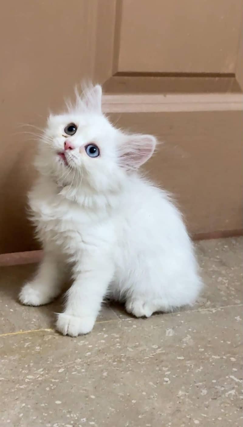 persian cat 0