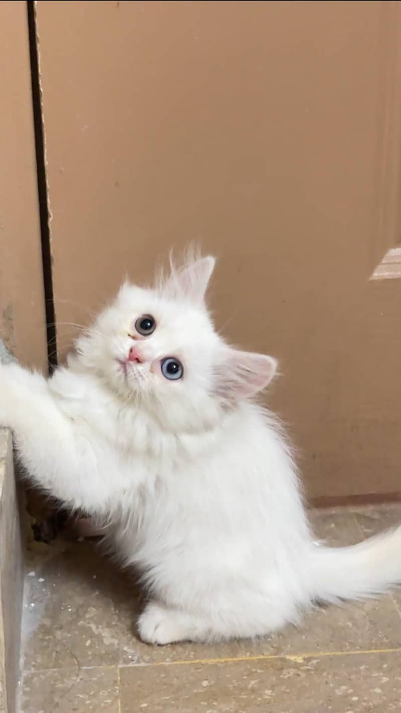 persian cat 1
