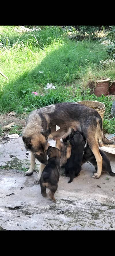 pure pagyari dog