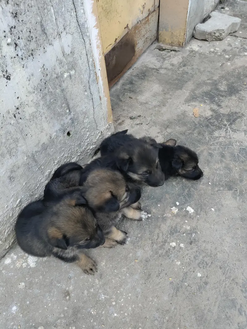 pure pagyari dog — photo 2