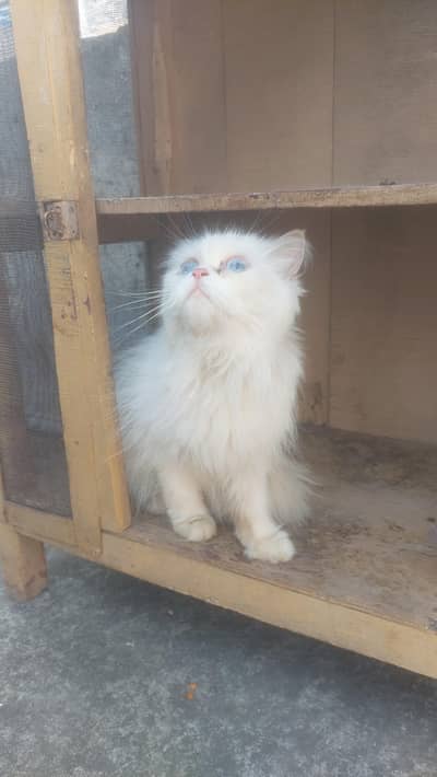 punch face Triple Coated Female Blue Eyes long Coat Breeder Female