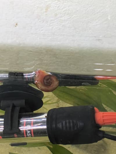 Snails for sale