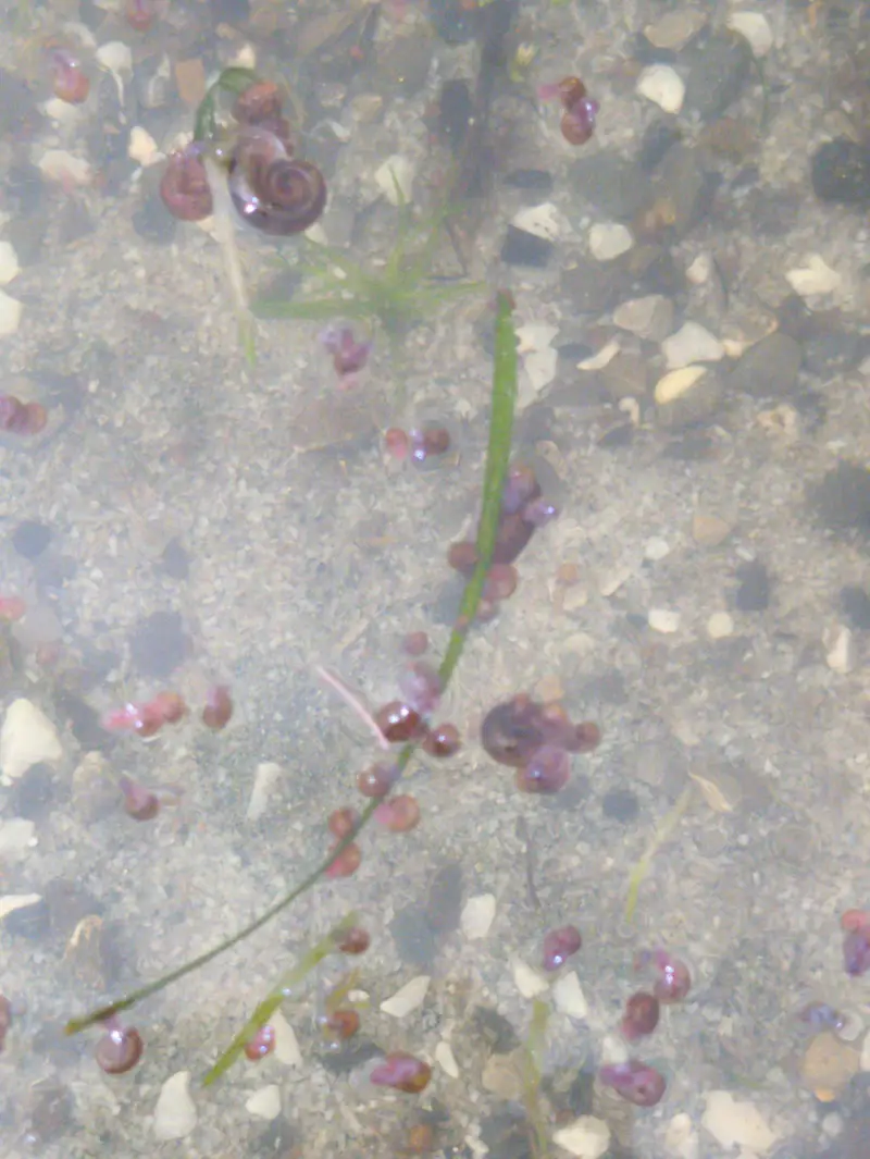 Snails for sale — photo 2