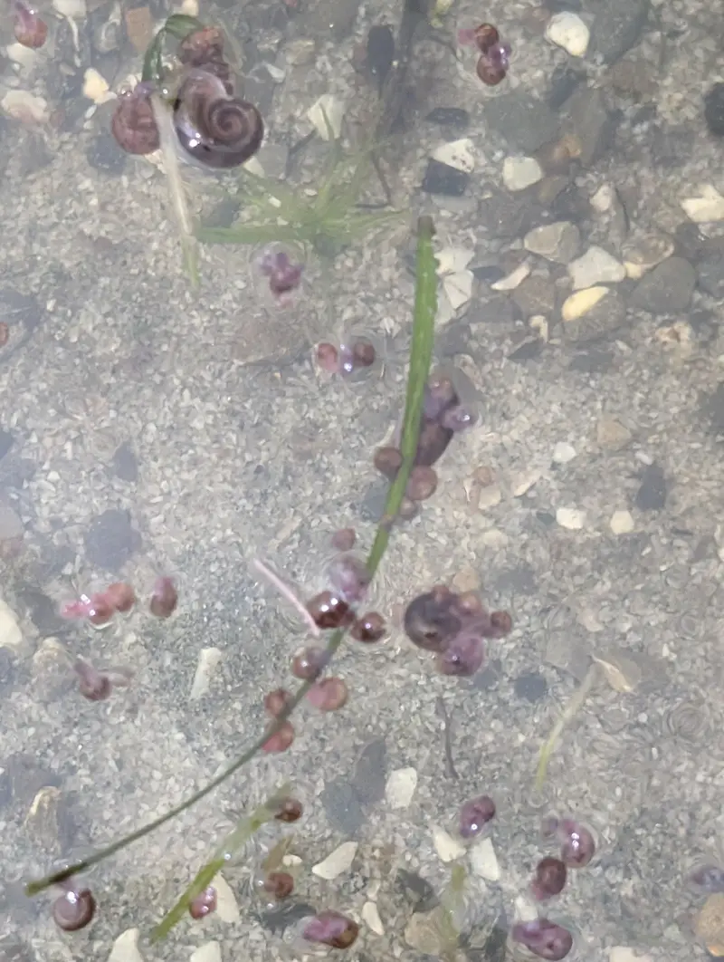 Snails for sale — photo 3