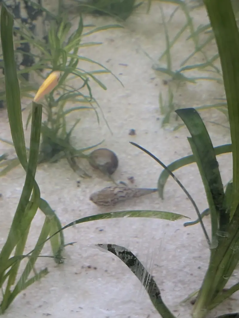 Snails for sale — photo 4