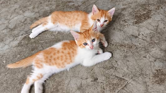 Cute and Active Half Persian Cat Kitten Lahore