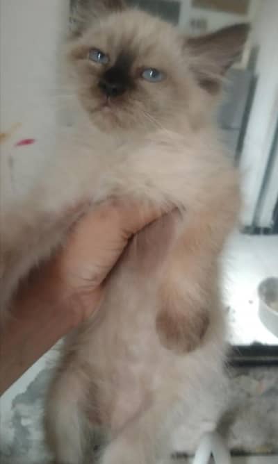 beautiful kittens