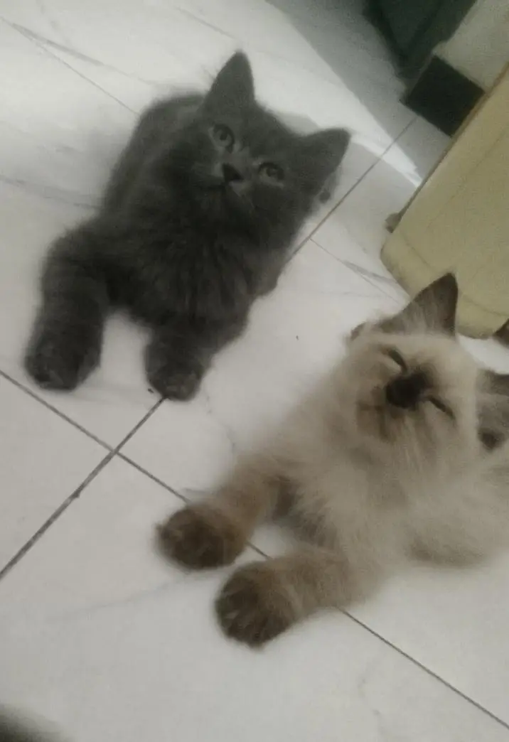 beautiful kittens — photo 2