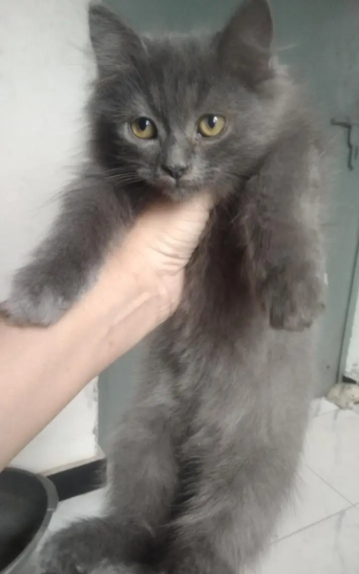 beautiful kittens — photo 3