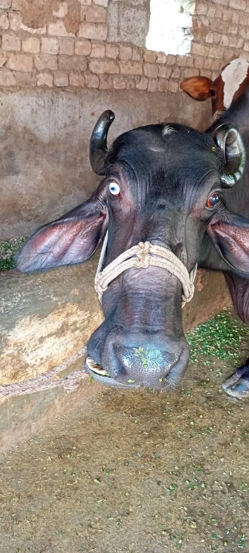 دودھ دینے والی بھینس مع کٹّی 0