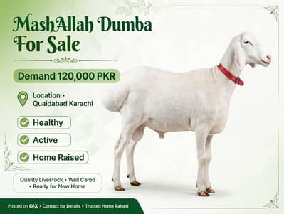 Dumba, sheep, kajli, lohi,