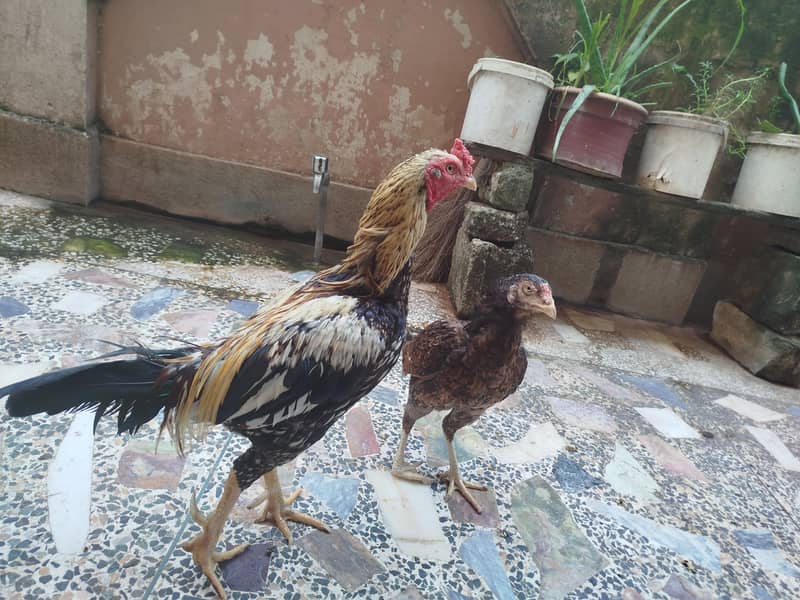 Aseel Pair 3