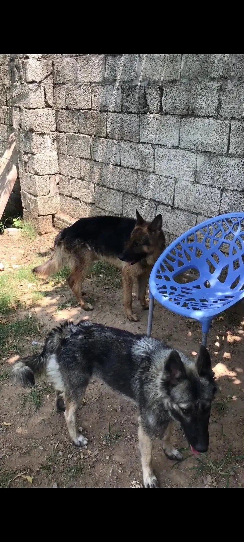 pure pagyari dog — photo 3