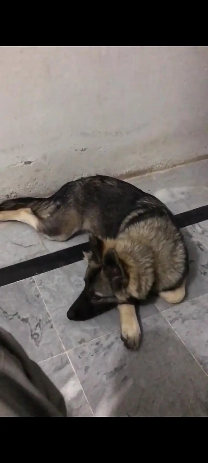pure pagyari dog — photo 4
