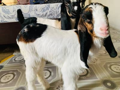 Kamori baby goats