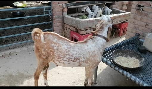 makhi chena bakra