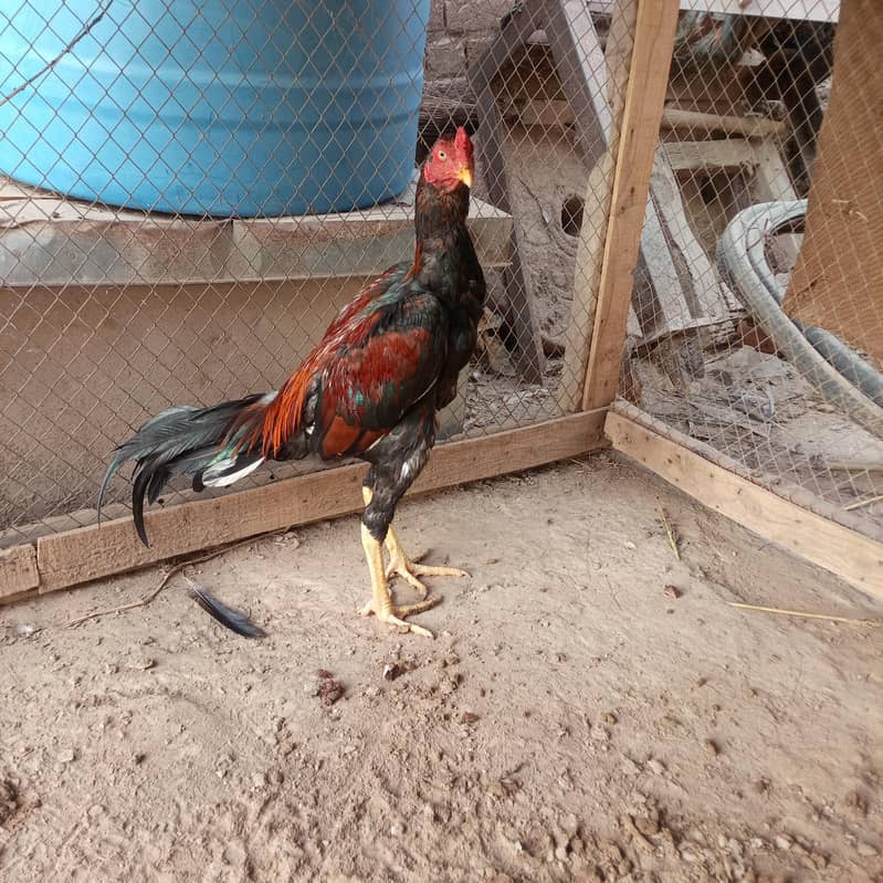 for sell 0