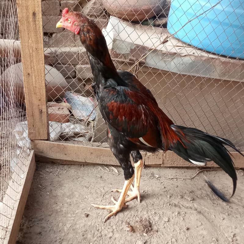 for sell 1