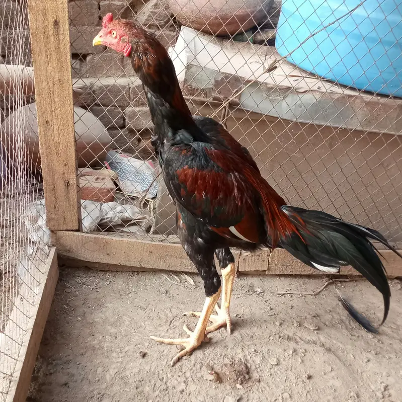 for sell — photo 2