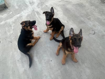 German Shepherd Dog Male Stock Coat
