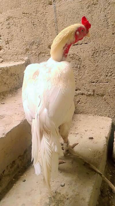 white aseel