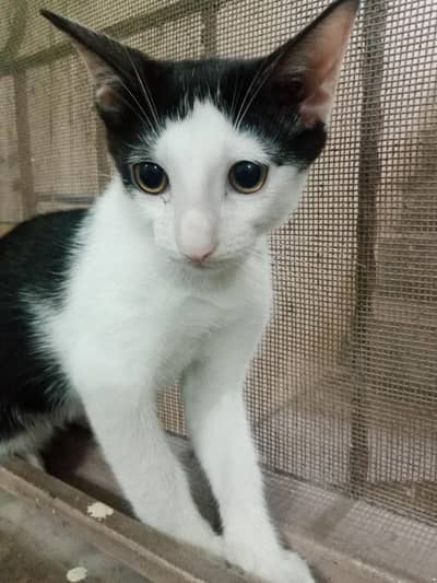 3 months Kitten For Sale