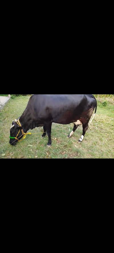 Cow for Sale