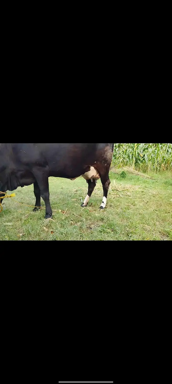 Cow for Sale — photo 2
