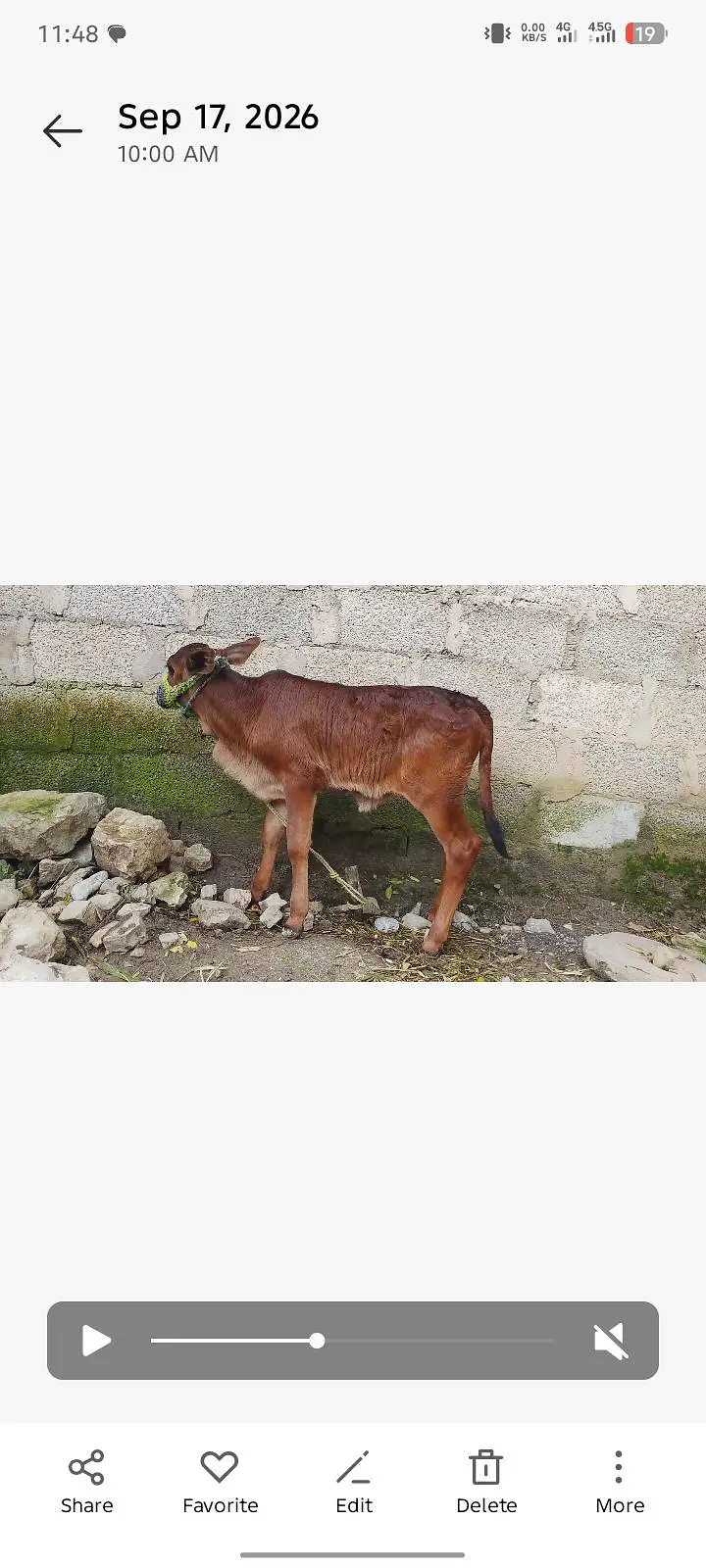 Cow for Sale — photo 4