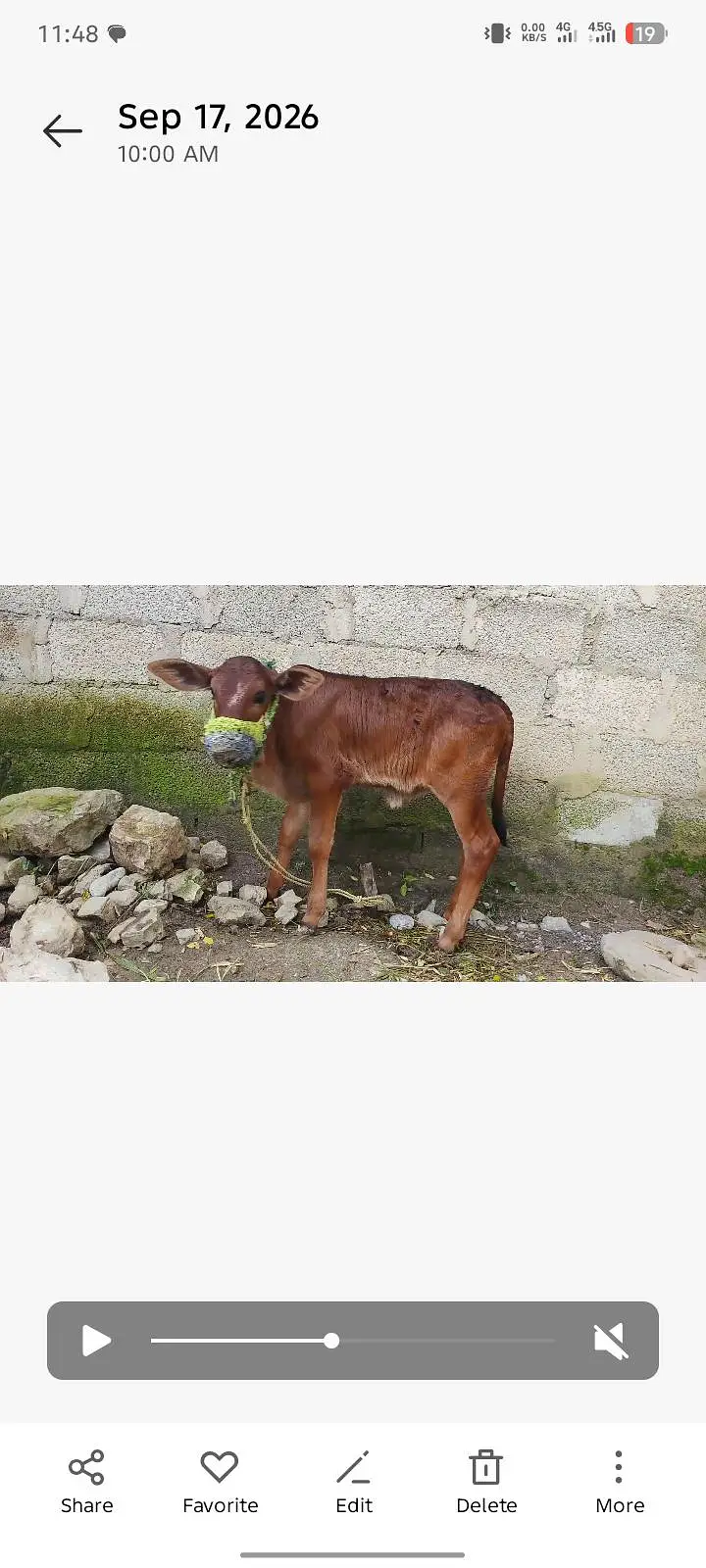 Cow for Sale — photo 5